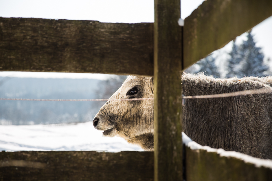 téli csodavilág a Bakonyban www.emlekekize.hu