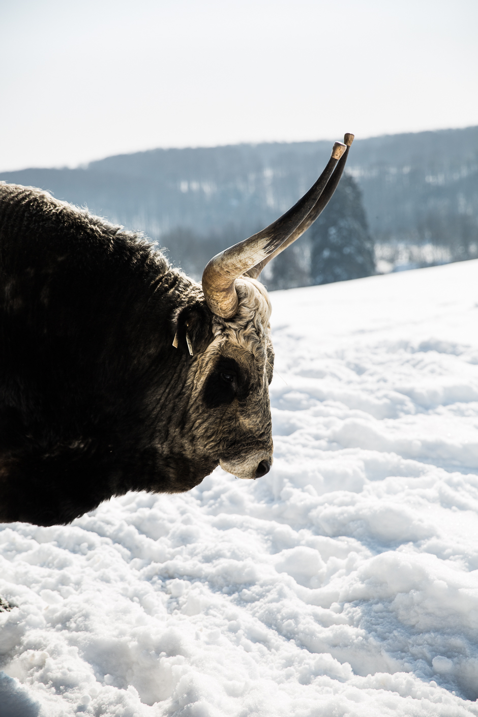 téli csodavilág a Bakonyban www.emlekekize.hu