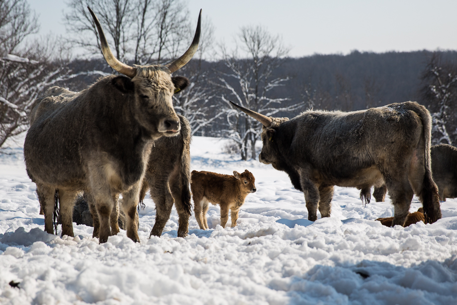 téli csodavilág a Bakonyban www.emlekekize.hu