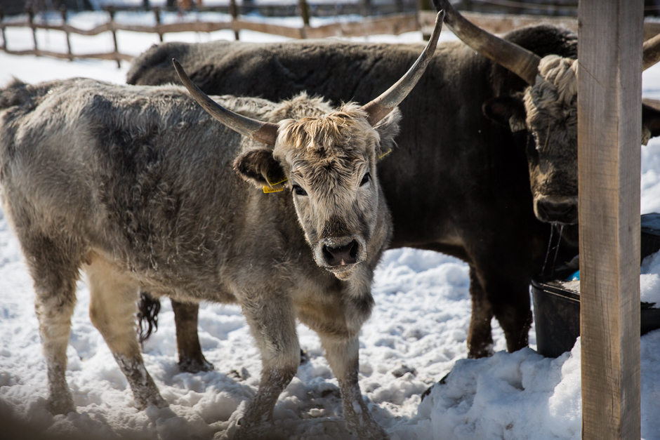 téli csodavilág a Bakonyban www.emlekekize.hu