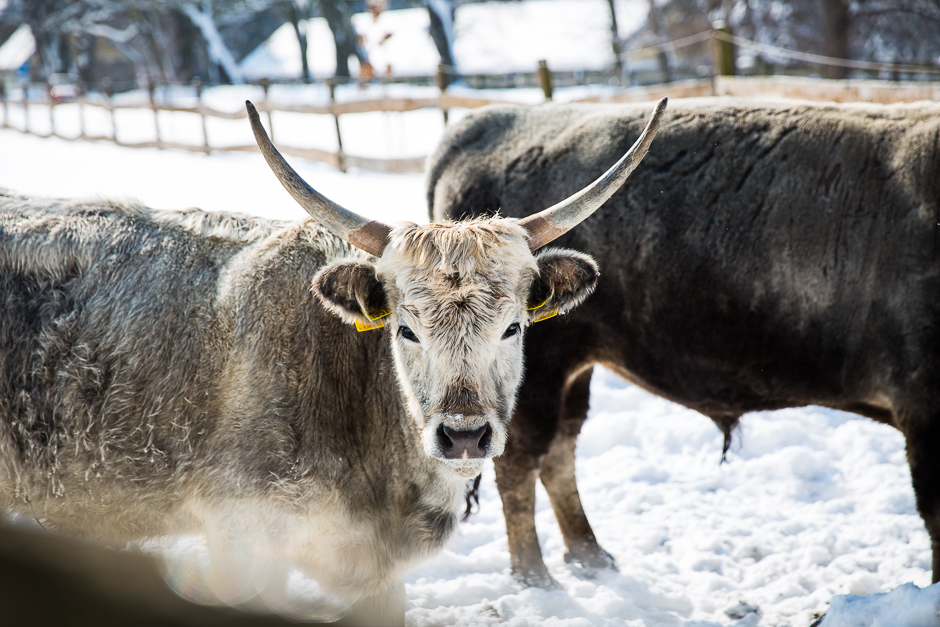 téli csodavilág a Bakonyban www.emlekekize.hu