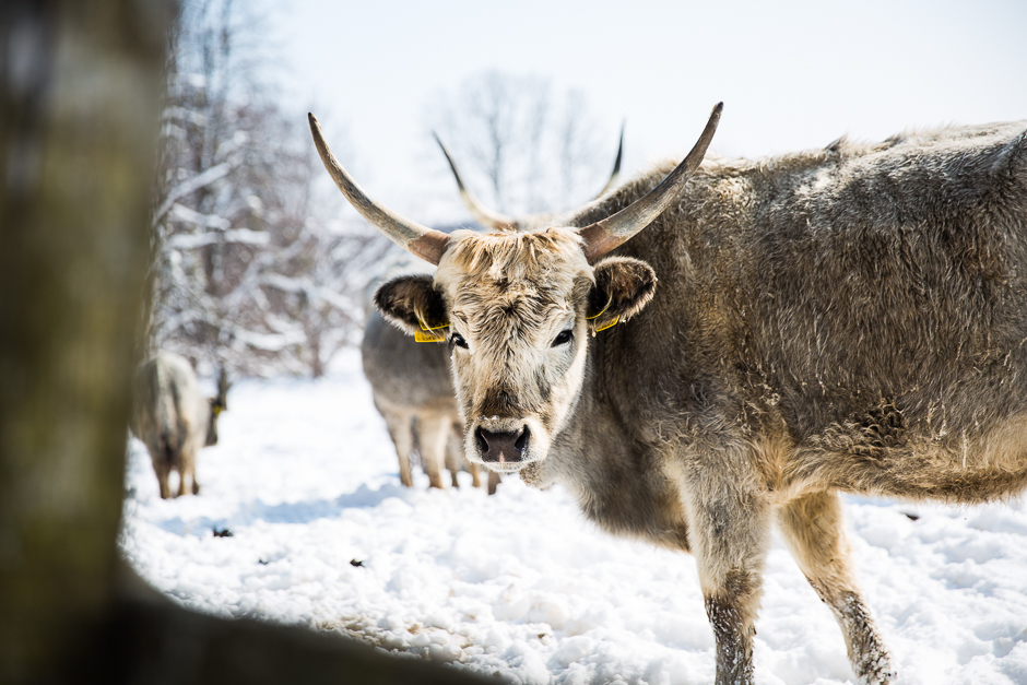 téli csodavilág a Bakonyban www.emlekekize.hu
