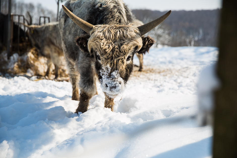 téli csodavilág a Bakonyban www.emlekekize.hu