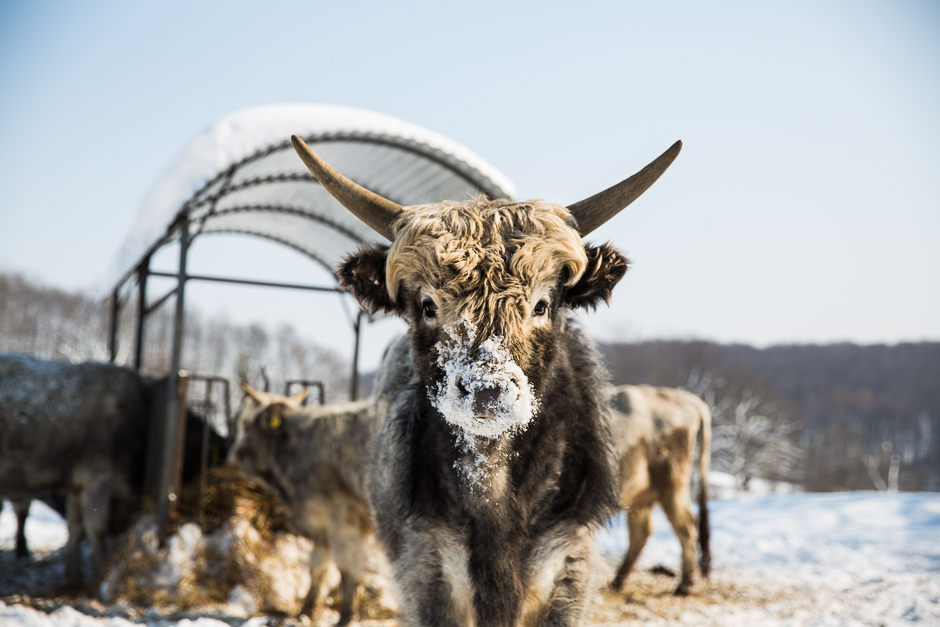 téli csodavilág a Bakonyban www.emlekekize.hu