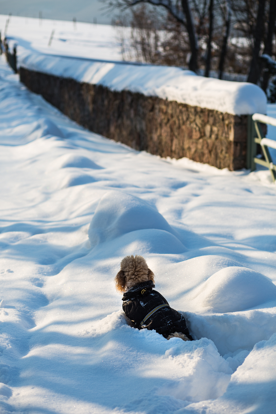 téli csodavilág a Bakonyban www.emlekekize.hu