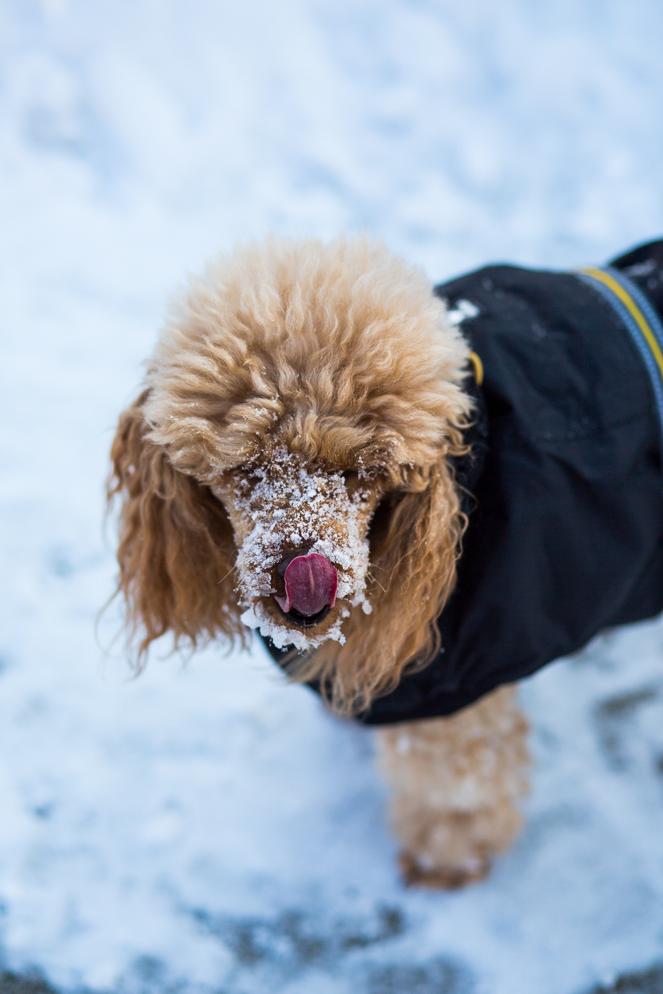 téli képek a Bakonyból www.emlekekize.hu